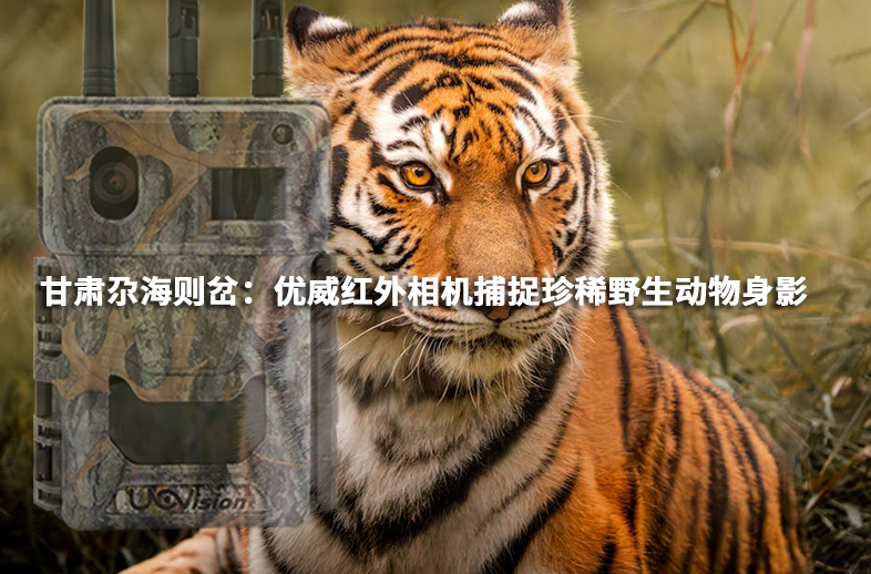 甘肅尕海則岔：優(yōu)威紅外相機捕捉珍稀野生動物身影